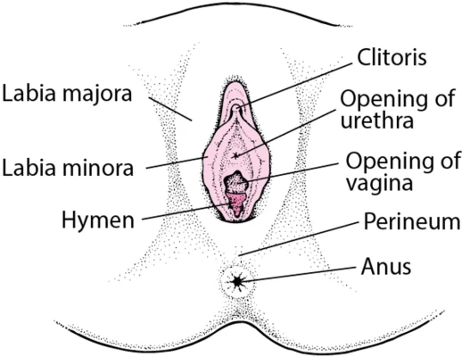 Labeled anatomy of the vulva, including the labia minora shown in pink.