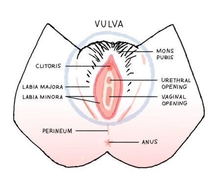 Figure: A labeled diagram of the external female genital anatomy, highlighting the labia majora and surrounding structures