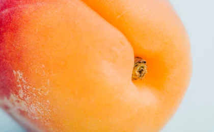 Labia Majora