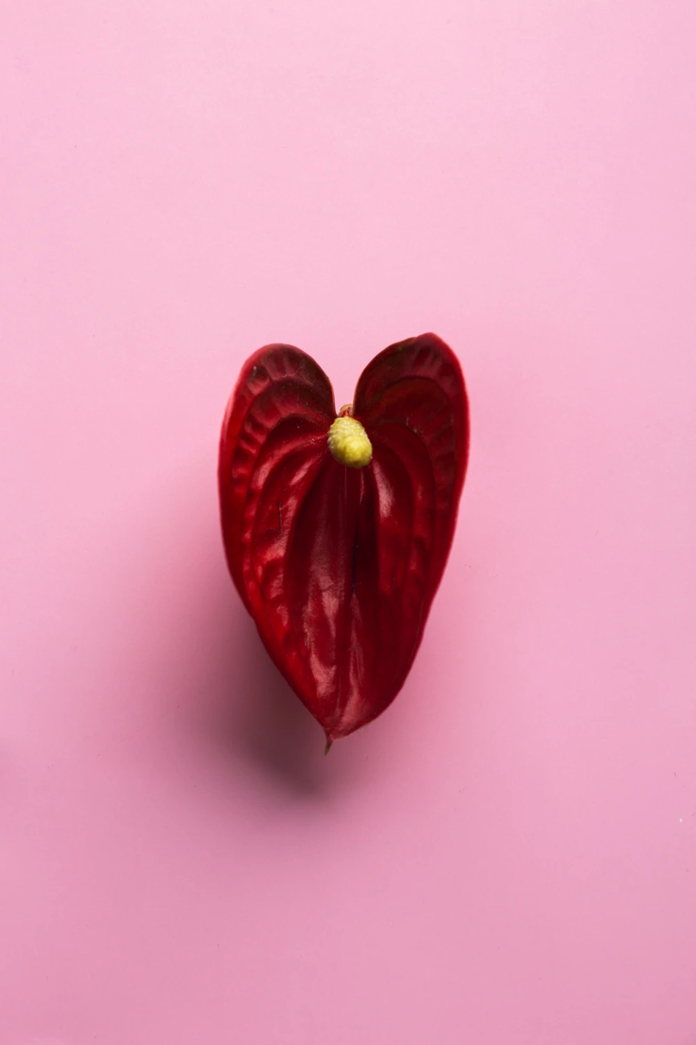 Vulva