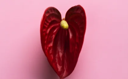 Vulva