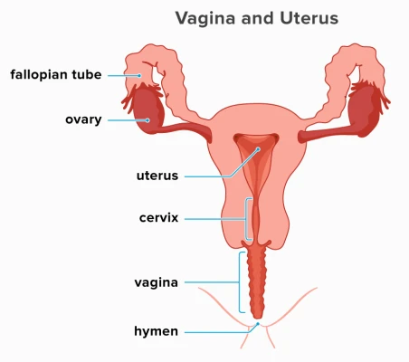 Cross-sectional diagram of female internal reproductive anatomy showing the vagina with the hymen at its entrance, the cervix leading into the uterus, and fallopian tubes extending from the uterine horns to the ovaries.