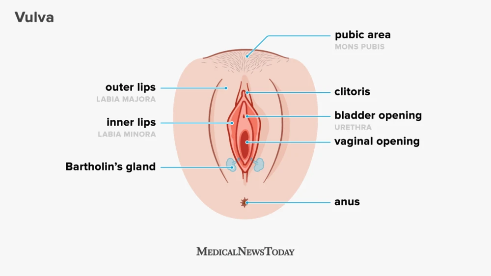 Anatomy of the vulva (external female genitalia). The vulva includes the pubic area (mons pubis), clitoris, urethral opening, inner and outer labia ("lips"), and the vaginal opening. The vagina is the internal canal that begins at this opening.