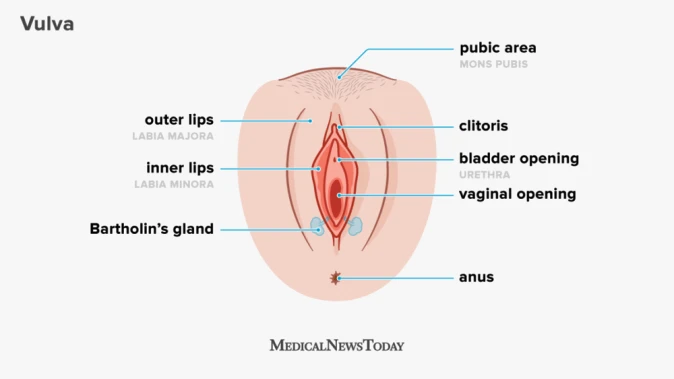 Anatomy of the vulva (external female genitalia). The vulva includes the pubic area (mons pubis), clitoris, urethral opening, inner and outer labia ("lips"), and the vaginal opening. The vagina is the internal canal that begins at this opening.