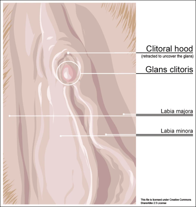 The clitoral hood (upper area) is a fold of skin that covers the glans (head) of the clitoris, as shown in the diagram. A clitoral hood reduction removes some of this excess skin.