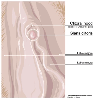 The clitoral hood (upper area) is a fold of skin that covers the glans (head) of the clitoris, as shown in the diagram. A clitoral hood reduction removes some of this excess skin.