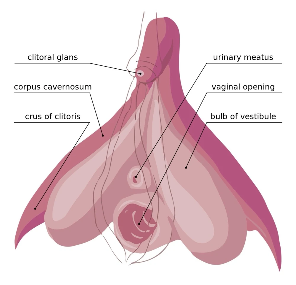 Diagram of the clitoris, illustrating its external part (the glans) and the internal parts (the “legs” or crura and the bulbs) that extend around the vagina.