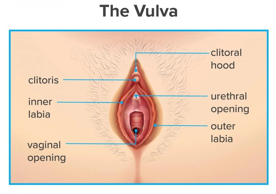 An anatomical diagram of the vulva, labeling the clitoral hood at the top where the inner labia meet the clitoris.