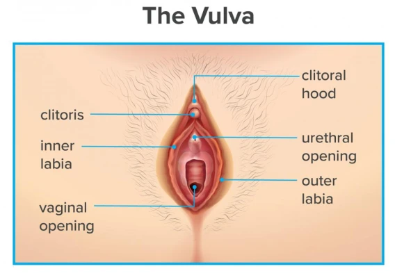 An anatomical diagram of the vulva, labeling the clitoral hood at the top where the inner labia meet the clitoris.