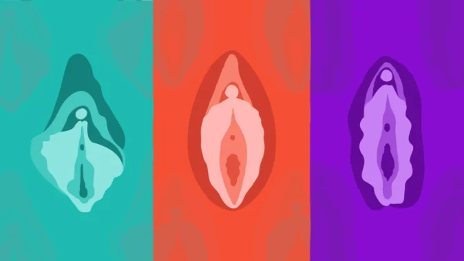 Illustration of different vulvas, showing how clitoral hoods and labia can vary widely in shape and size.