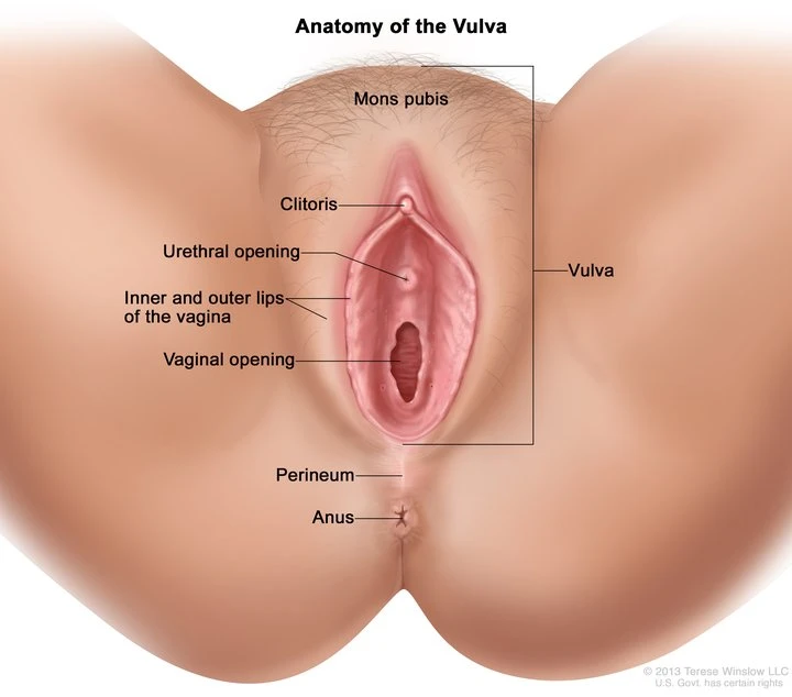 An anatomical diagram of the female vulva (external genitals) showing the vaginal opening in the center. The clitoris and urethral opening lie above the vaginal opening, and the anus is below.