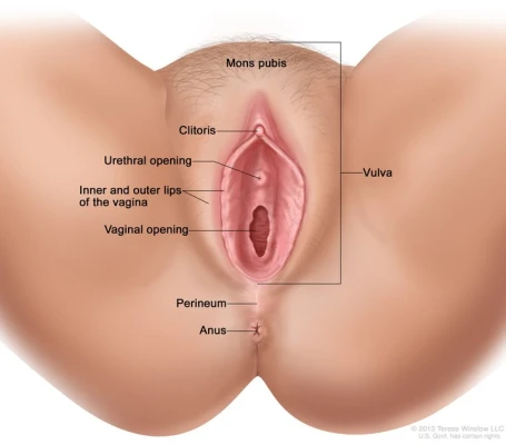 An illustration of the female perineum (labeled "Perineum"), which is the small region of skin between the vaginal opening and the anus. This external area is part of a larger pelvic floor structure supporting the pelvic organs.