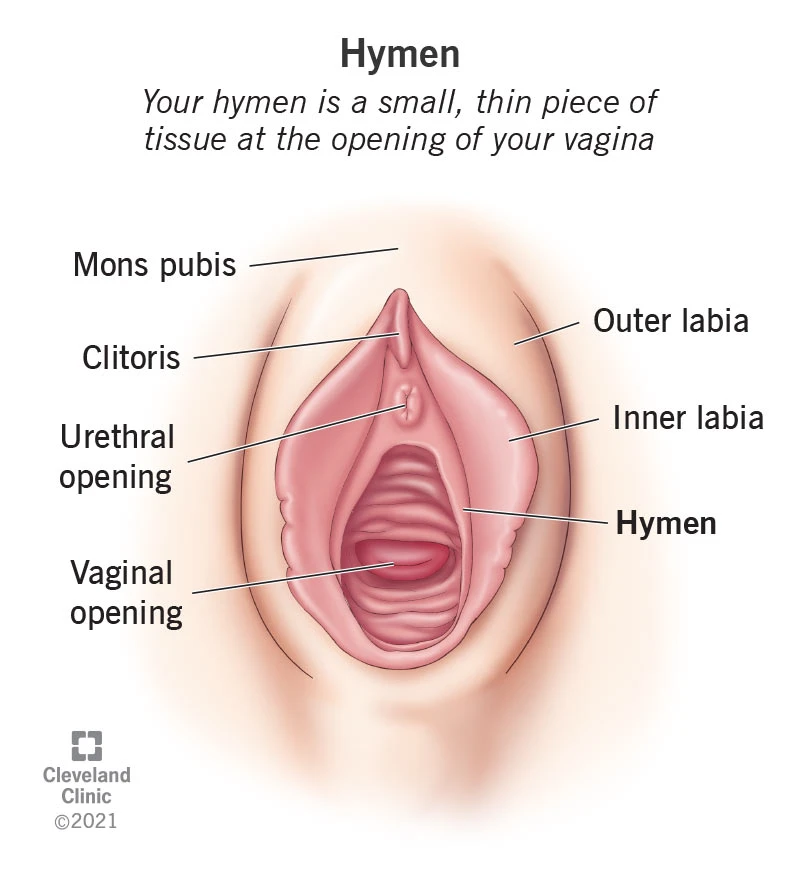 Diagram of the female external genital anatomy, highlighting the hymen at the entrance of the vagina, just inside the vaginal opening.