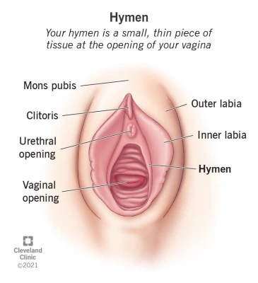 Diagram of the female external genital anatomy, highlighting the hymen at the entrance of the vagina, just inside the vaginal opening.